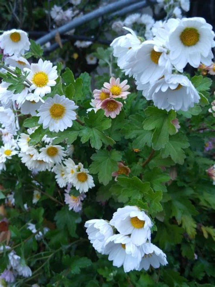 Discover the Joyful World of Florets: Enchanting Blooms for Your Garden