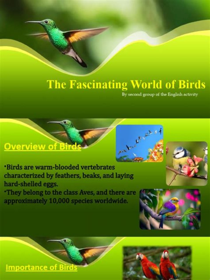 Exploring the Fascinating World of 300md Movies