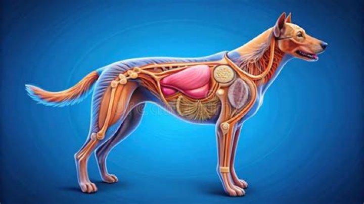 Liam Payne's Doggy Devotion: A Comprehensive Guide to His Canine Companions