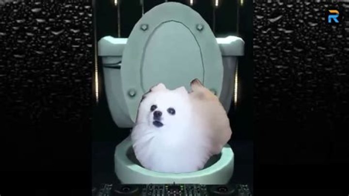 Unleashing the Joy: The Fascination Behind Imskirby Dog Videos